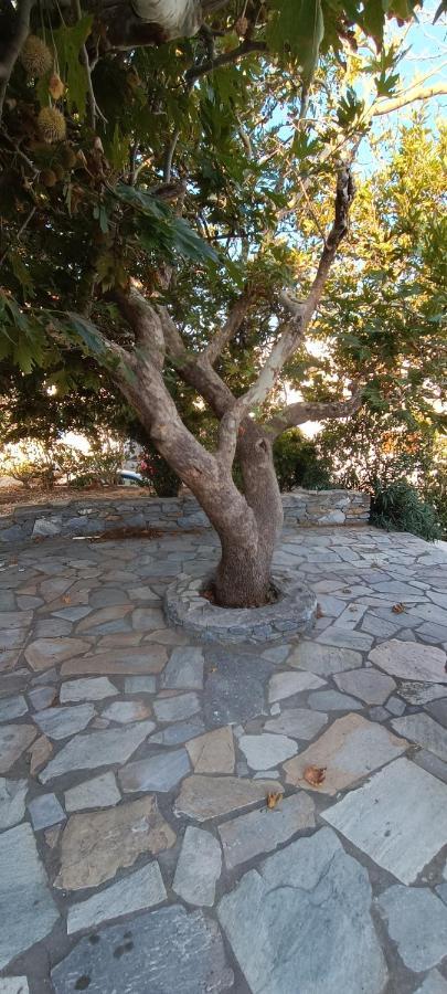 Dk Square Διαμέρισμα Άνδρος Εξωτερικό φωτογραφία